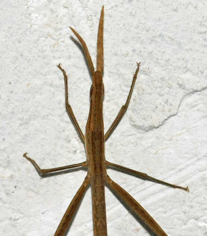 da identificare